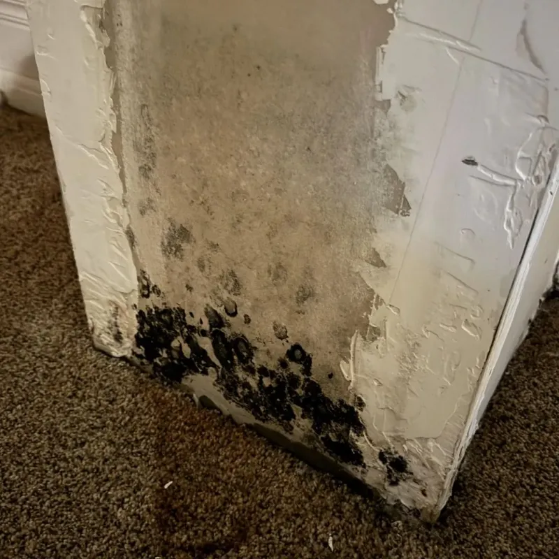 Professional Mold Removal in Perth Amboy, NJ
